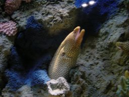 USA
